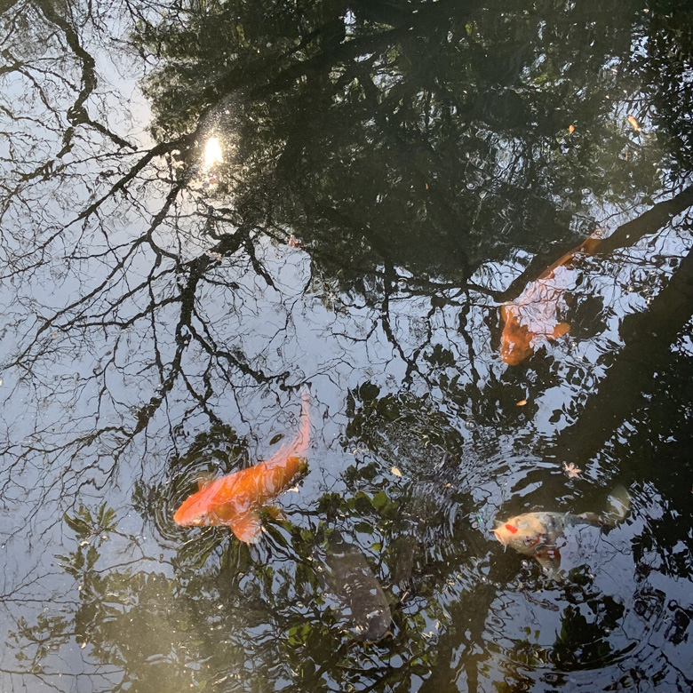 Koi or Japanese carp in the Nezu Gallery and Art museum gardens in Tokyo, Japan. Photographed by Rebecca Newnham.