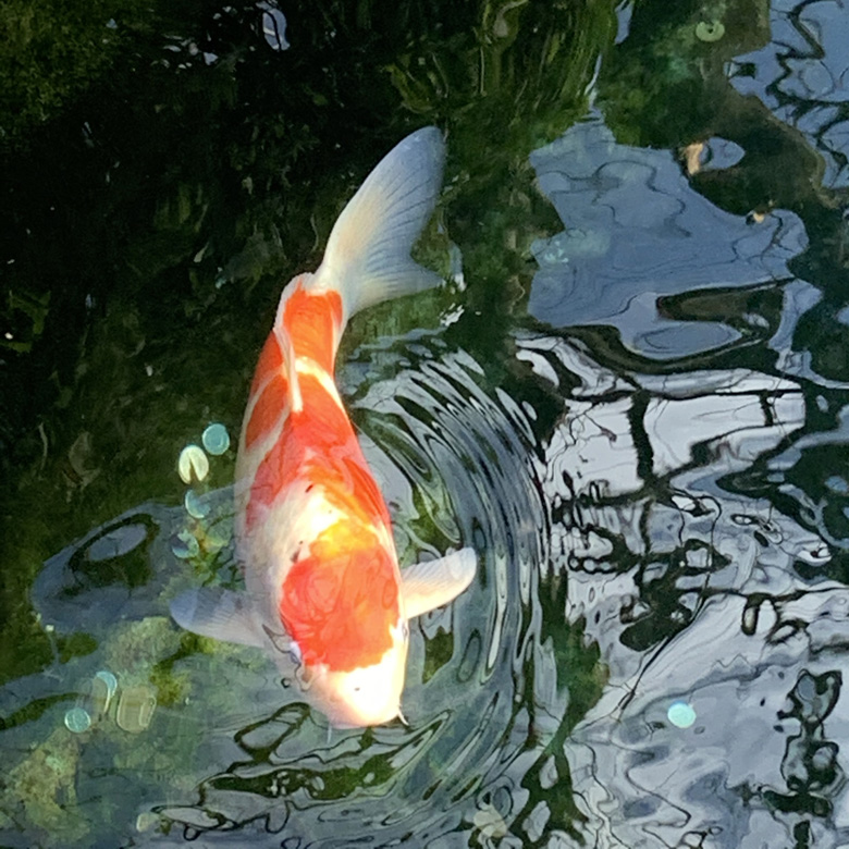 Koi carp in Senso-ji Temple Gardens, Japan.