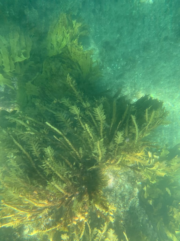 New Zealand seaweed